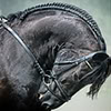 auburn: Black horse, head and neck, reined in tightly (Black Horse Reined)