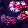 allegro: (flora)