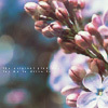 kiki_eng: light purple lilacs with soft unfocused blue-purple background (lilacs)