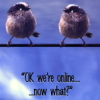 faithsdiary: (birds)