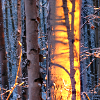 alien_laughter: a sunset-lit tree-trunk in a winter forest (sunlight like honey)