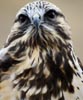 merhawk: Cascade Raptor Center (Kenai)