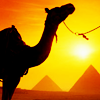 idreamofcairo: (sunset over pyramids)