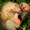 mrcreek: silky anteater (pic#265189)
