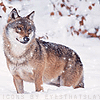 syderia: wolf snowing (winter)