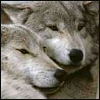 syderia: wolf couple (relationships)