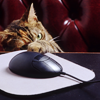 fizzyblogic: [stock] a cat pushing a computer mouse with its paw (technosapien)
