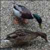 syderia: Mr&Mrs Duck (ducks)