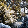 gillo: (Home winter trees)