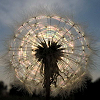 starsabove: stock icons dandelion parachute ball ([stock] dandelion)
