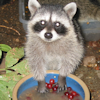 tenaya: (baby coon)