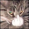 amycat: pissy-looking tabby, flipping the bird at my current Object Of Ire. (F*ck-That Cat)