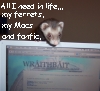 waldo: (Ferrets: All I need)