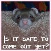 waldo: (Ferrets: Safe to come out now?)
