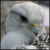 bondedgryphon: (Curious 2)