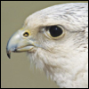 bondedgryphon: (Intense)