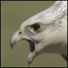bondedgryphon: (Rage)