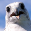 bondedgryphon: (Say what??)