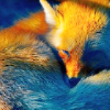 cindershouse: A red fox curled up. (Kitsune - Fox)