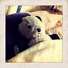 thedivinegoat: A photo of a a well-loved and worn Panda Teddy Bear tucked between a pillow and a duvet. (My Photo - Bedtime)