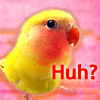 lian: befuddled budgie is befuddled (huh?)
