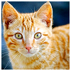 chalcopyrite: A startled-looking orange tabby kitty (animals: tiger kitten)