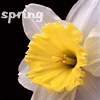lore: (Spring - Daffodil)