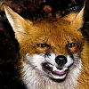 smugfox: hear me growl (fox - angry)