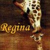 reginagiraffe: Mother giraffe kissing baby giraffe with word "Regina" (giraffe kiss)