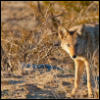lifedominant: (desertcoyote)