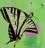 estel: (swallowtail)