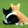 ouri: two kittens hugging ({{{Hug}}})