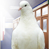 whathedoves: (❥ intrusive and arrogant)