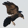 keep_surviving: (Provisions; Soaring)
