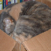 chocobox: (box o' choco)