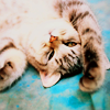 leanwellback: kitty lying on its back (stock- i'm tired of this piece of string)