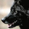 blackest: (Padfoot)