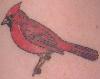 redbird: a red bird: tattoo of a cardinal (tattoo)