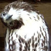 lord_roadkill: ([hawk]: ?)
