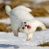 damselfish: (leaping stoat)
