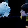 cupboards: (Owls are cool tktnx)