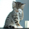 tornir: Photograph of a kitten, wiping it's eye with a paw, as if to stop a tear. (Sad)