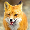 smugfox: look how happy the fox is! (fox - happy)