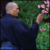 katsumoto: Katsumoto with cherry blossoms (life in every breath)