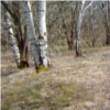 ixt: Photo of birches and brown grass in the spring (trees)