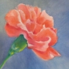 veronicaluv: (carnation)
