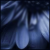 konsectatrix: wet and misty close up shot of blue flower petals. (blue.)