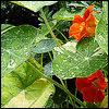 konsectatrix: a photograph of bright orange nasturiums (alaska mixed variety). (garden)