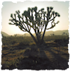 tenaya: (joshua tree)