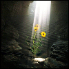 genarti: sunbeams lighting yellow flowers, surrounded by rocks and darkness ([misc] break in the clouds)